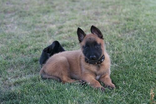 Malinois