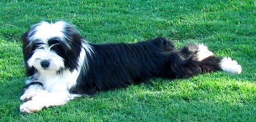 Terrier Tibetan