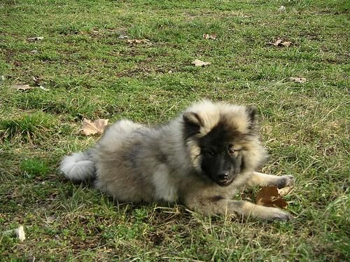 Keeshond