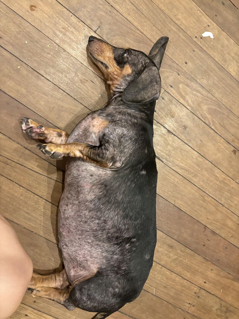 Hes old blind fat and spotty but still my boy