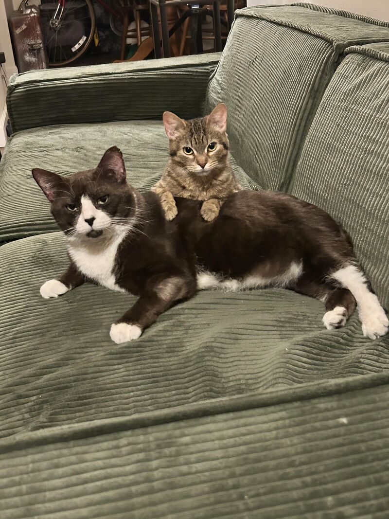 [OC] I can’t help but feel like Bonnie and Clyde are judging me…