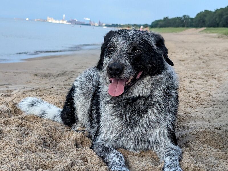 This is Rooney. She turns 8 today! Tell Rooney she's a good girl and happy birthday!