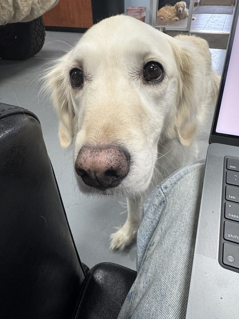 My mechanic’s pups know when it’s going to be expensive