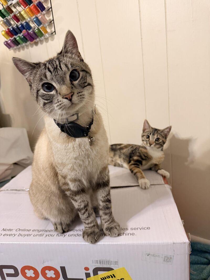 The look they give me when they want pets while I'm working 🥺