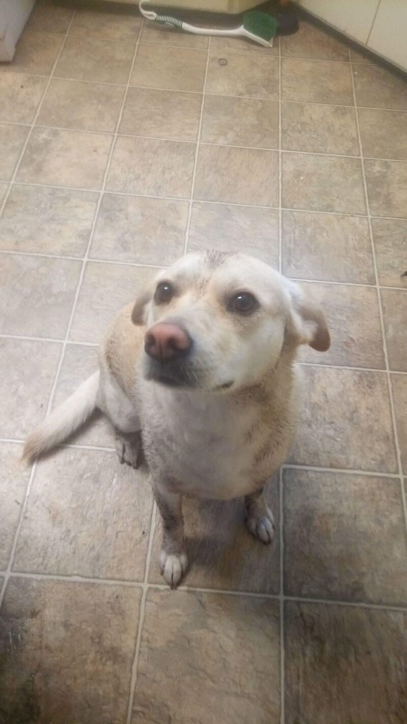 I forgot to shut the dog door..