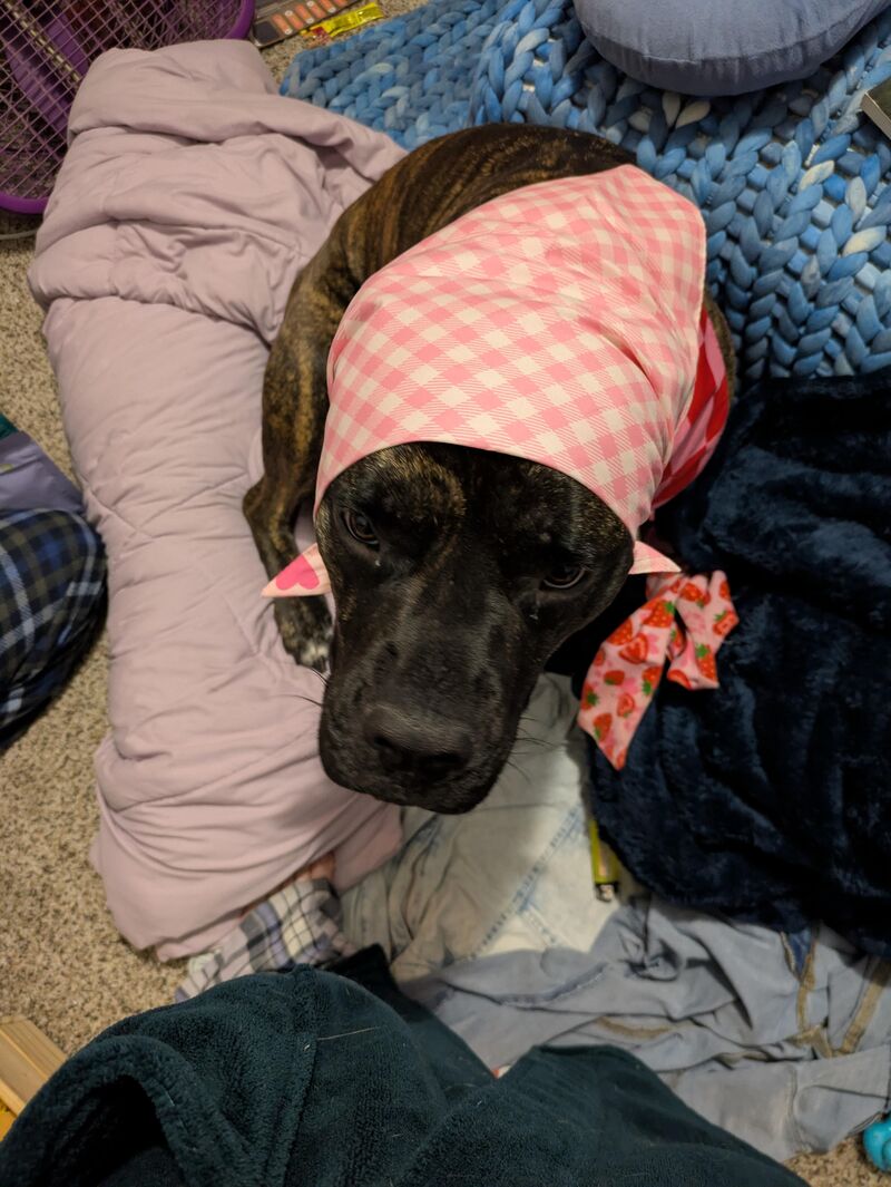 Wuld you like to buyz some cabmages?