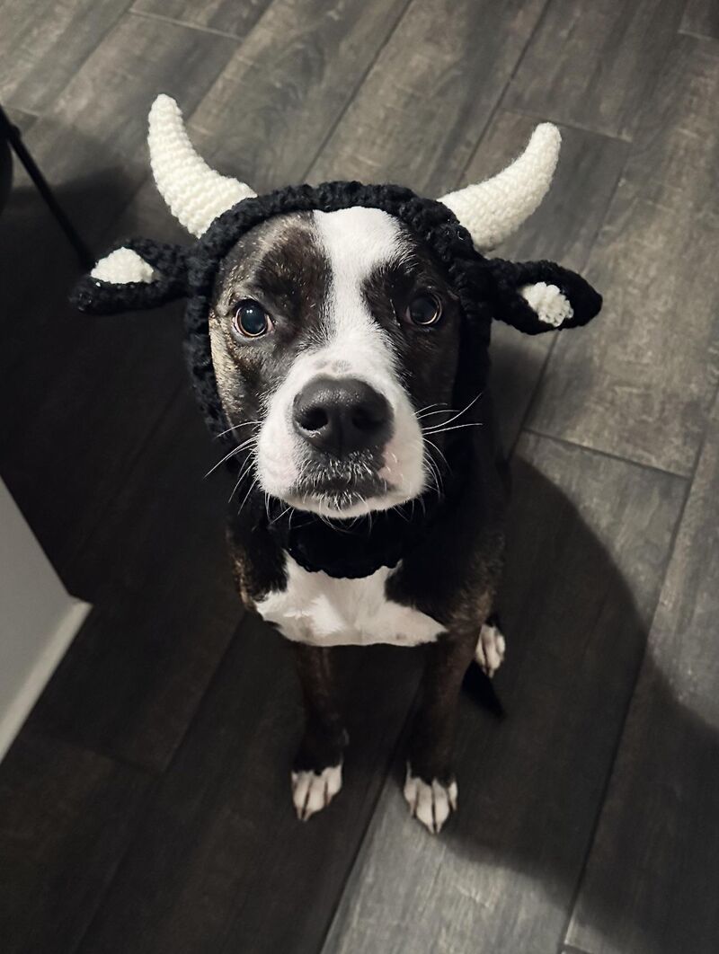 Miss Murphy Moo. Very rare.