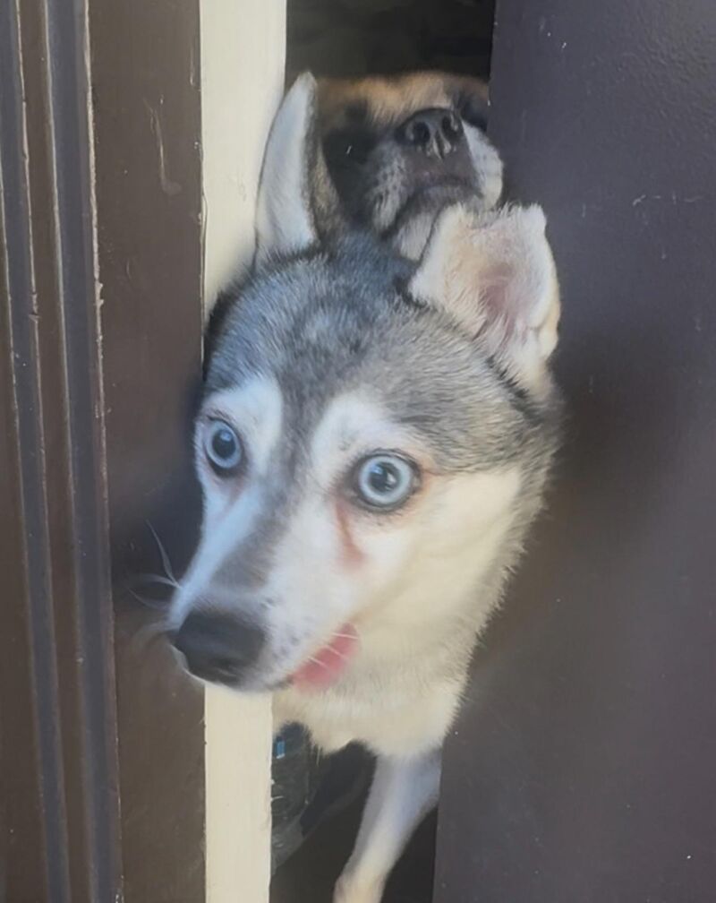 how moon moon & Debbie greet me every time I open the door even if it’s to just throw out trash 🥹🫶🏽