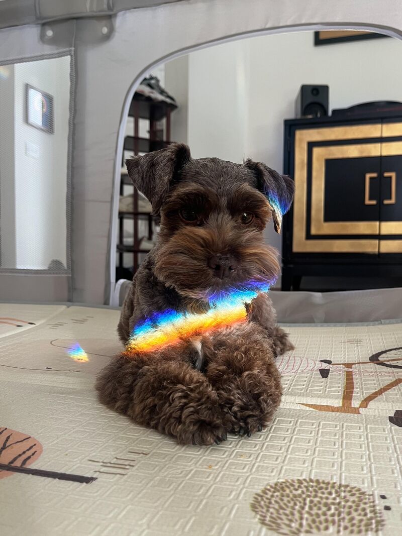 Tiny pupper stumbled into a rainbow