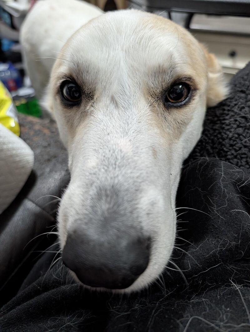 Her crime is having a long, kissable snout