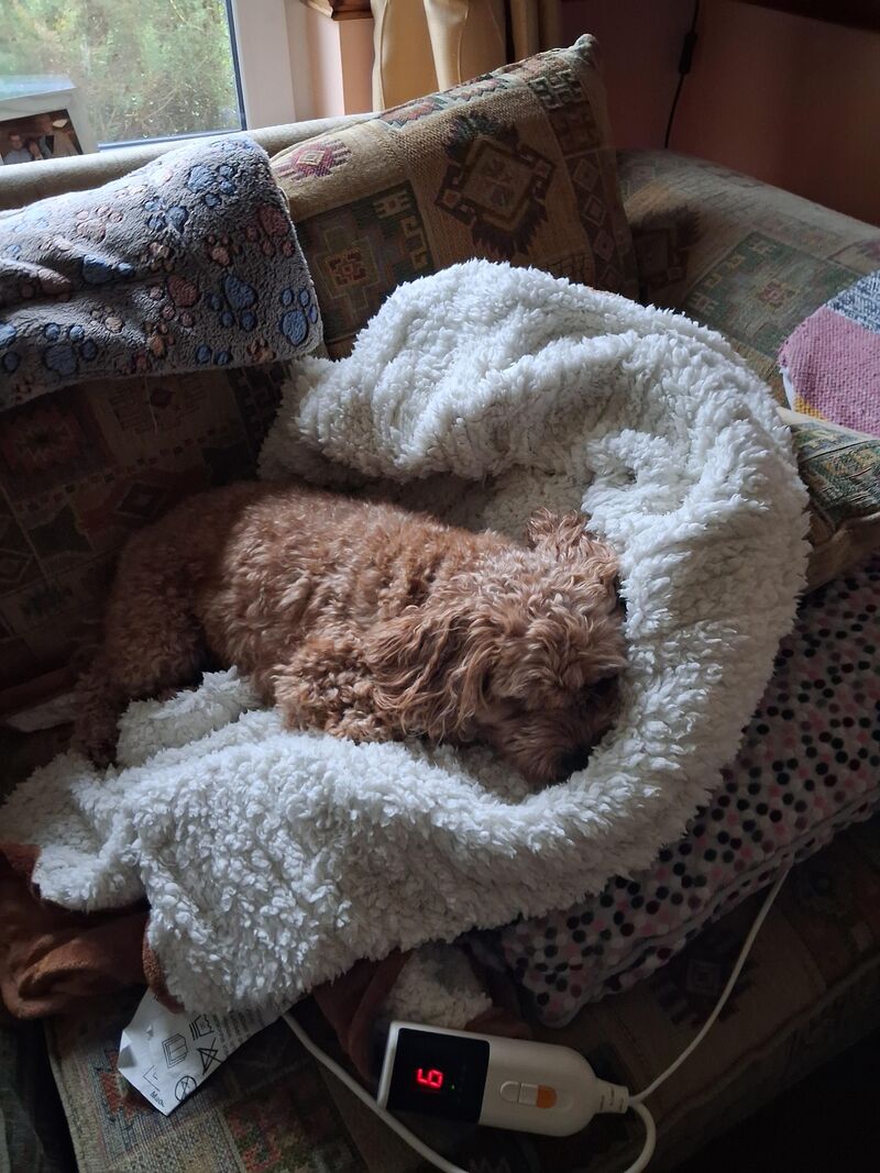 Having discovering electric blankets, smol floof can longer be counted on for home security duties