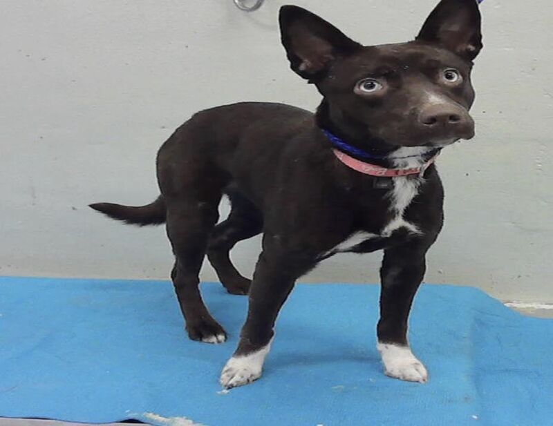 Meet Brownie, 1 year old Border Collie mix. She’s just a baby, overwhelmed and looking for her forever home. Euthanasia listed tomorrow Thursday 5 feb @1 pm CT Houston, A1997009. Available for adoption, local foster or rescue. Please help her.