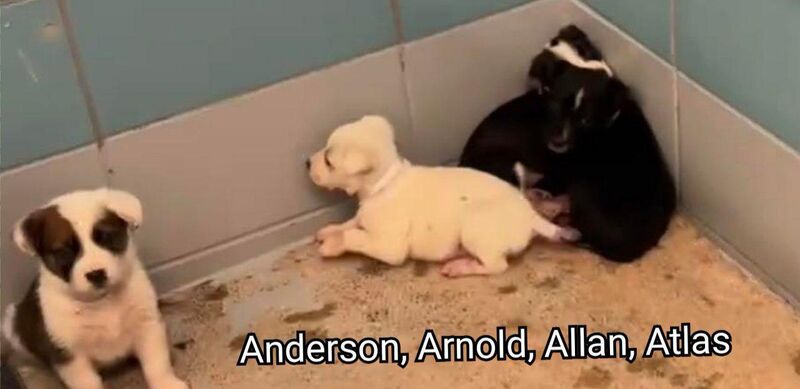 Anderson, Arnold, Allan and Atlas are still at risk and need a local foster. One litter of 5 week old puppies was tagged while the other wasn’t, remaining litter is still at risk for euthanasia today 2/5 by 1 pm| Barc, Houston Tx | foster and rescue only