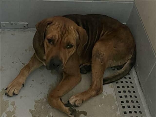 Unnamed senior girl, 8 year old Staffordshire mix needs help today. Euthanasia today Thursday 5 feb @ 1 pm CT Houston, A2055479. Available for adoption, local foster or rescue. Please help this girl.