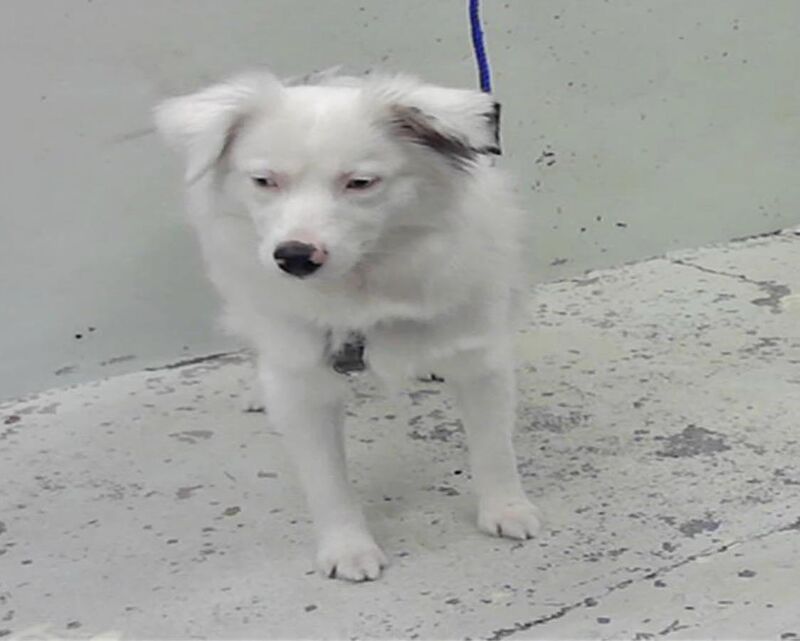 Tiga is a sweet 4 year old Australian shepherd mix. She is fully deaf and looking for her forever home. Euthanasia listed tomorrow Thursday 5 feb @ 1 pm CT Houston. Available for adoption, local foster or rescue. Please help Tiga (A2054085)