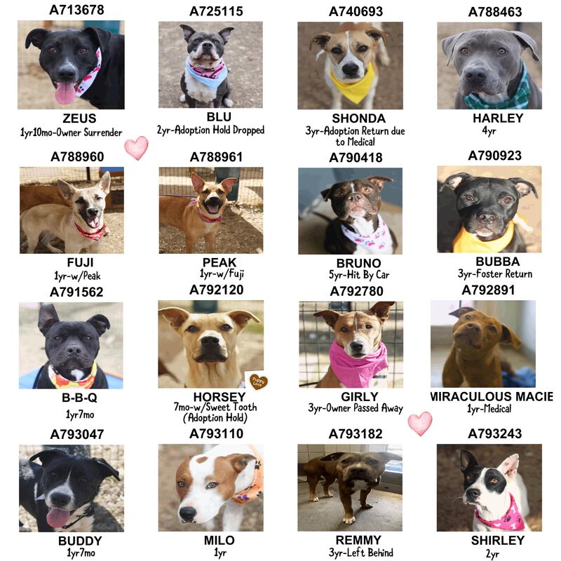 There are 16 dogs on the San Antonio TX ACS Euthanasia List. They need a Rescue/Foster/Adoption Hold by 11:30 am CT on 2/5