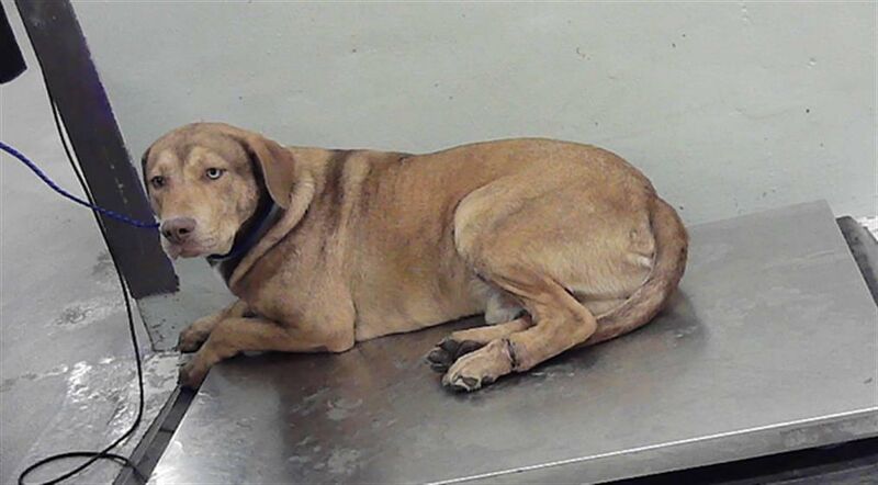Healthy 4 yr old boy with no name. Came in with a group from a property, he has a wound that is healing on his left foot from embedded string that was removed upon intake. He is listed for euthanasia tomorrow 2/5 1pm | Barc, Houston Tx | A2055432 adopt, foster or rescue