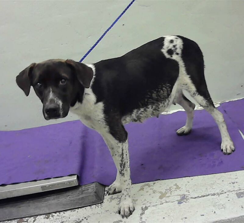 Penelope is a 2yo sweetie who is on TOMORROW'S euthanasia list, Thurs Feb 5 @1pm ct. She is a cute girl who has already endured so much. Avail to adopt or foster, please share [barc- houston, tx / a2054628]