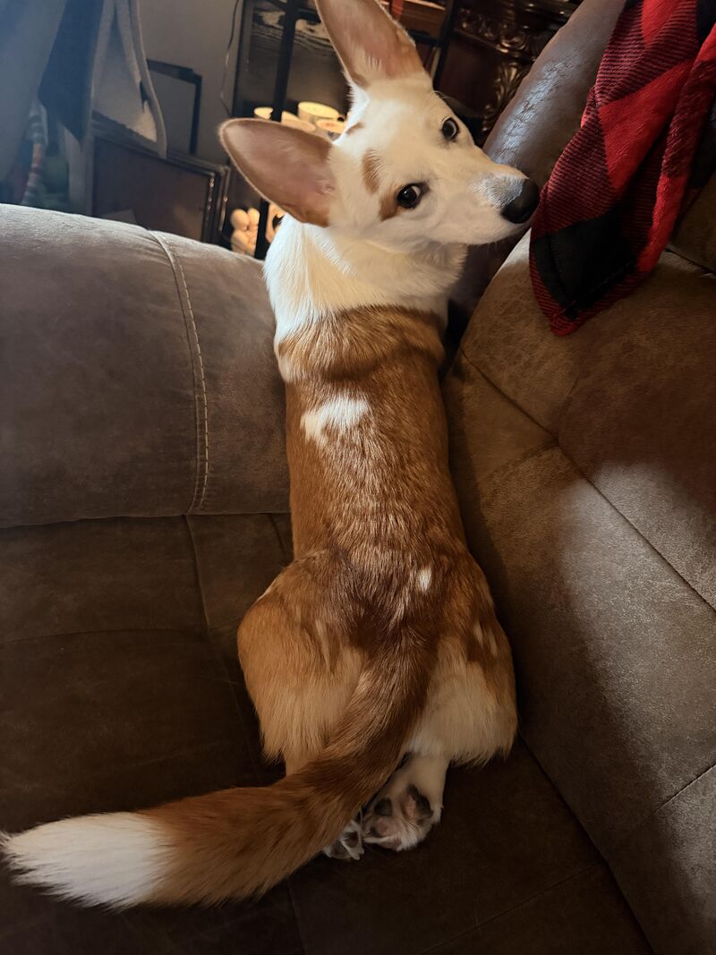 The booty is slowly growing back