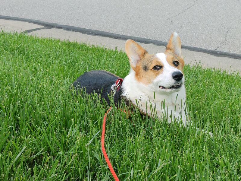 The Sassmaster in Grass