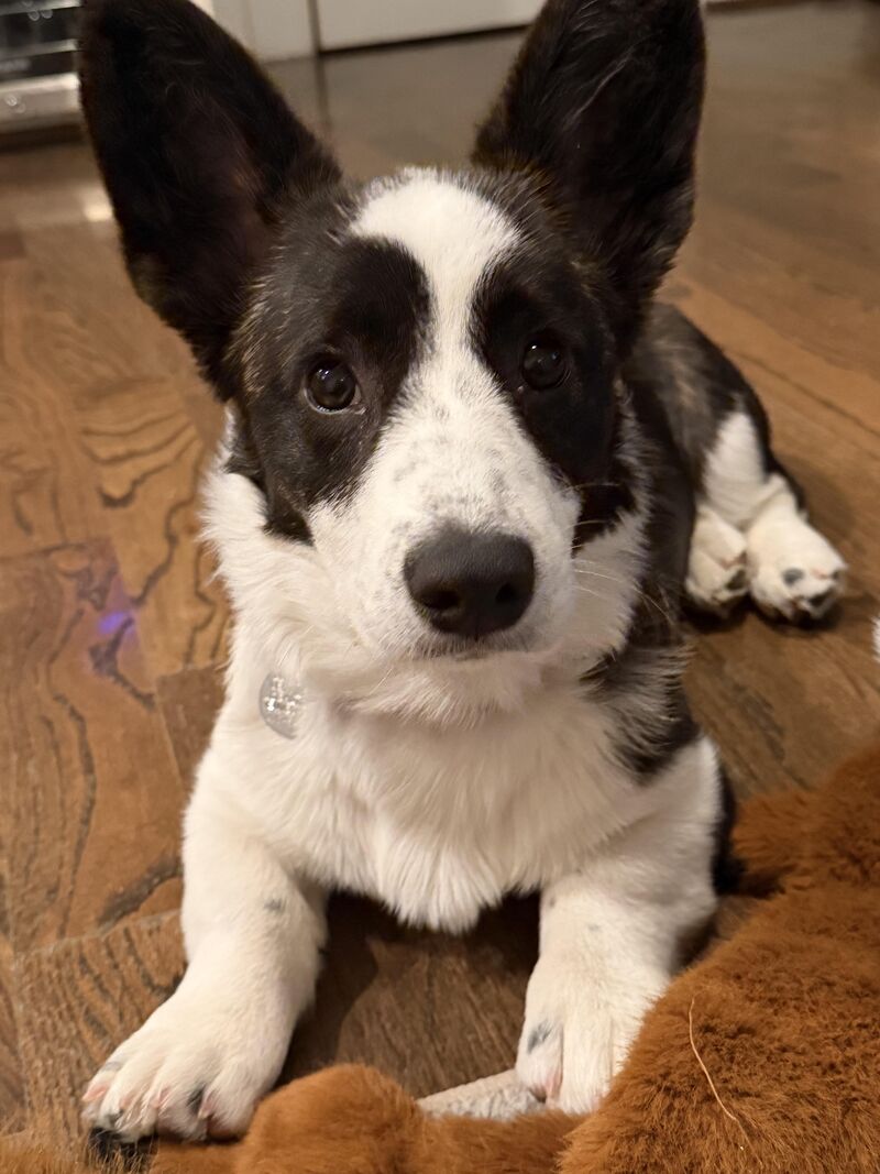 20 week old Fika says good evening everyone.