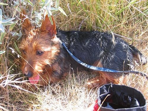 Terrier Australian