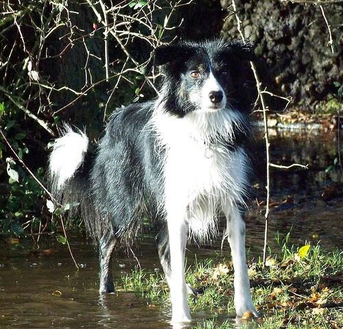 Collie Border