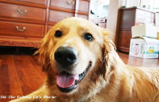 Retriever Golden