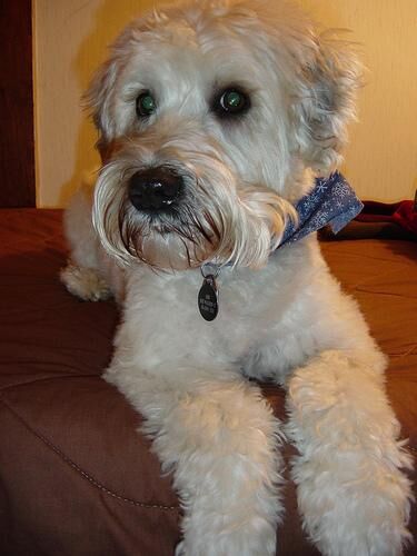 Terrier Wheaten