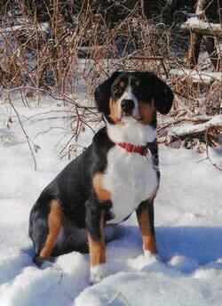 Entlebucher