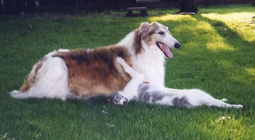 Borzoi