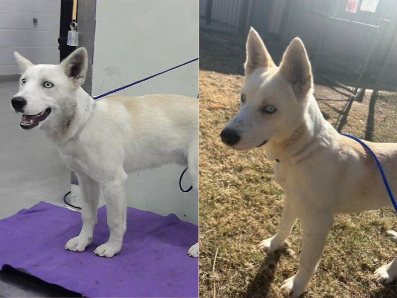 8 month old pup, Benji, is on tomorrow's euthanasia list, FRIDAY Feb 6 @1pm ct. Benji is a small baby, hw neg, is friendly & likes to play w/other dogs. He is available to adopt/foster. Please help [houston, tx / a2053968]