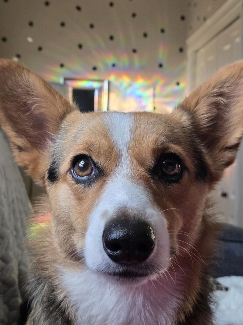 🌈🐶