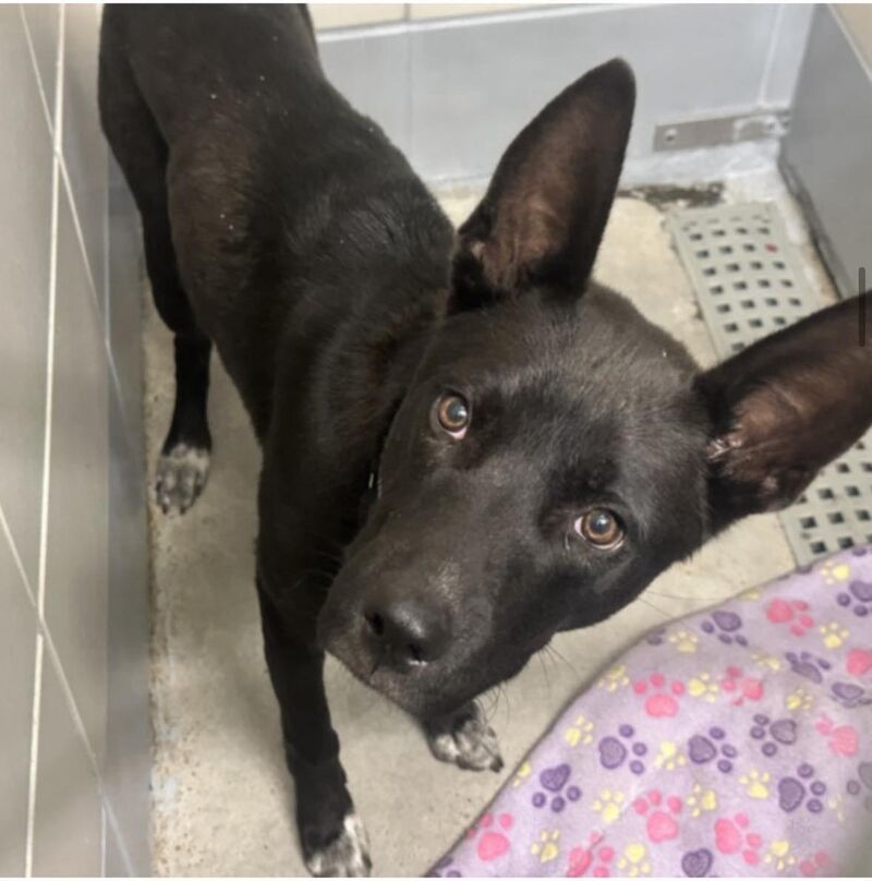 Bubba is an 11 month old Belgian Malinois mix, just a baby. Very friendly, wiggle and playful. Euthanasia tomorrow Friday 6 feb @ 1 pm CT Houston, A2054004. Available for adoption, local foster or rescue. Please message me if you can help.