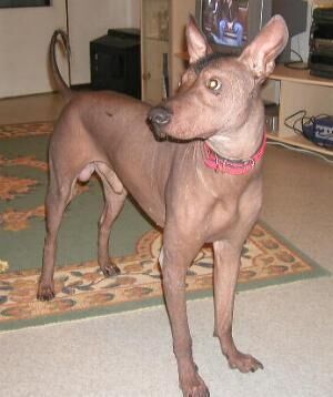 Mexicanhairless