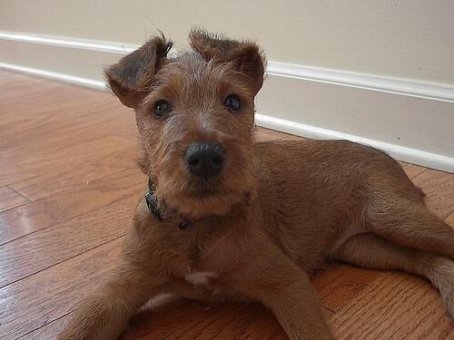Terrier Irish