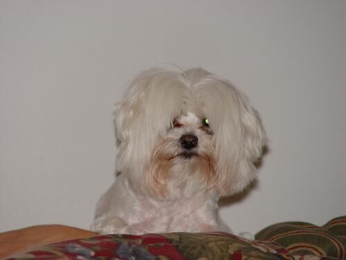 Maltese
