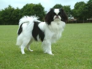 Spaniel Japanese