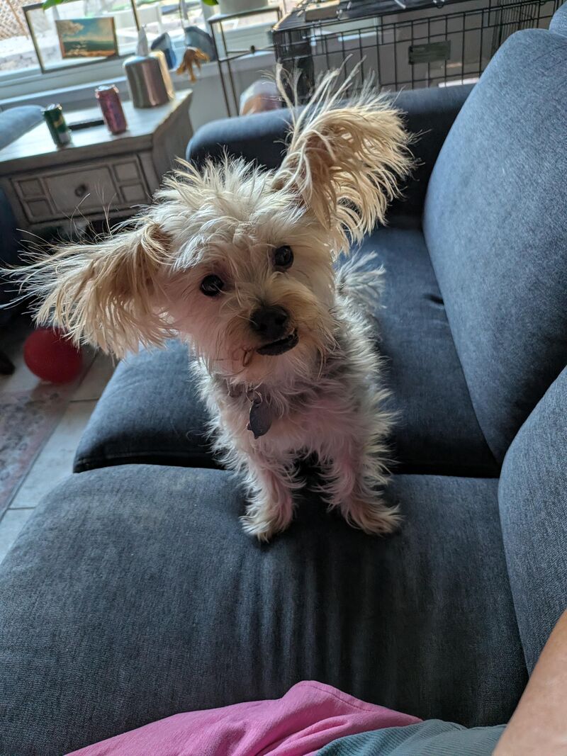 Please post more happy dog pics! Here is my 5 year old girl full of static.