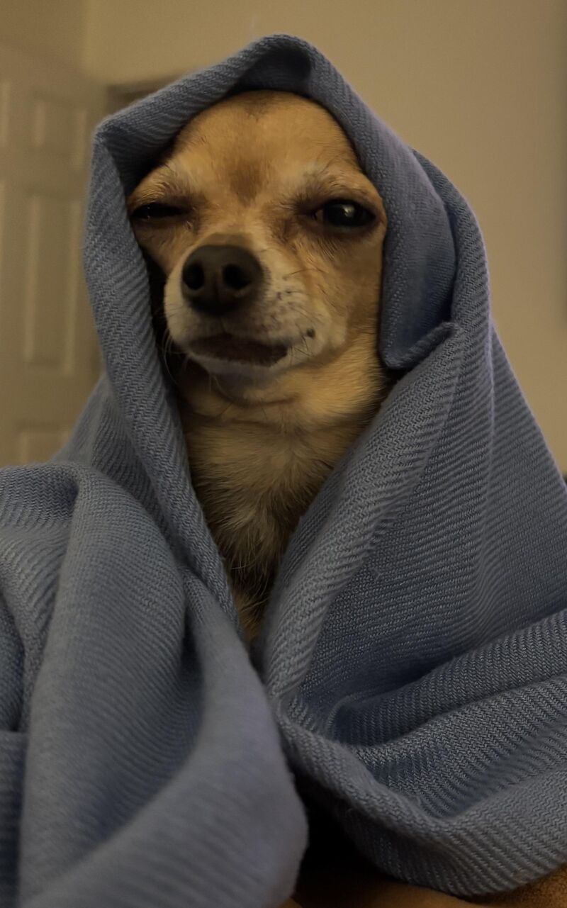 I see your happy dog pics and I raise you to dog in a mood