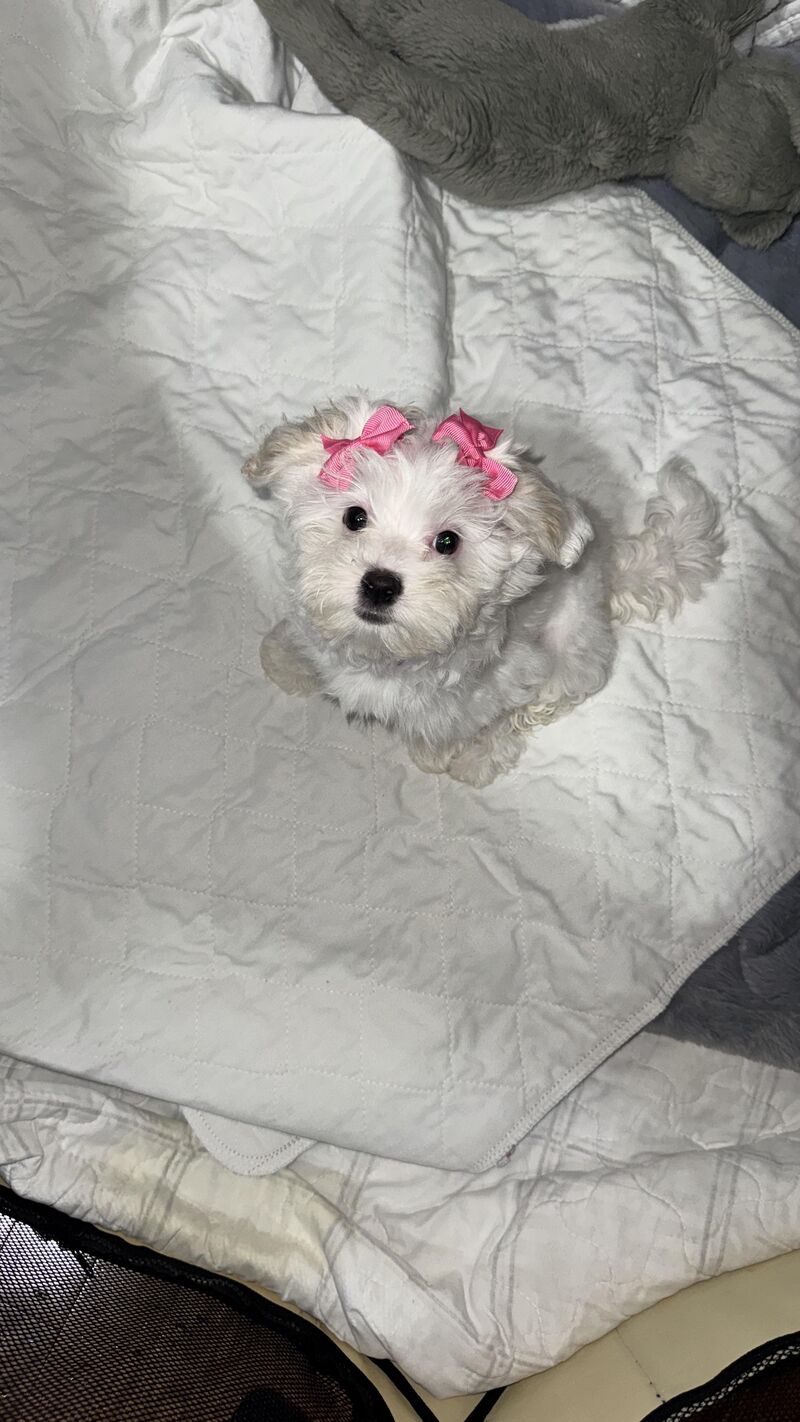 Y'all meet my new puppy. I've been struggling on what to name her.