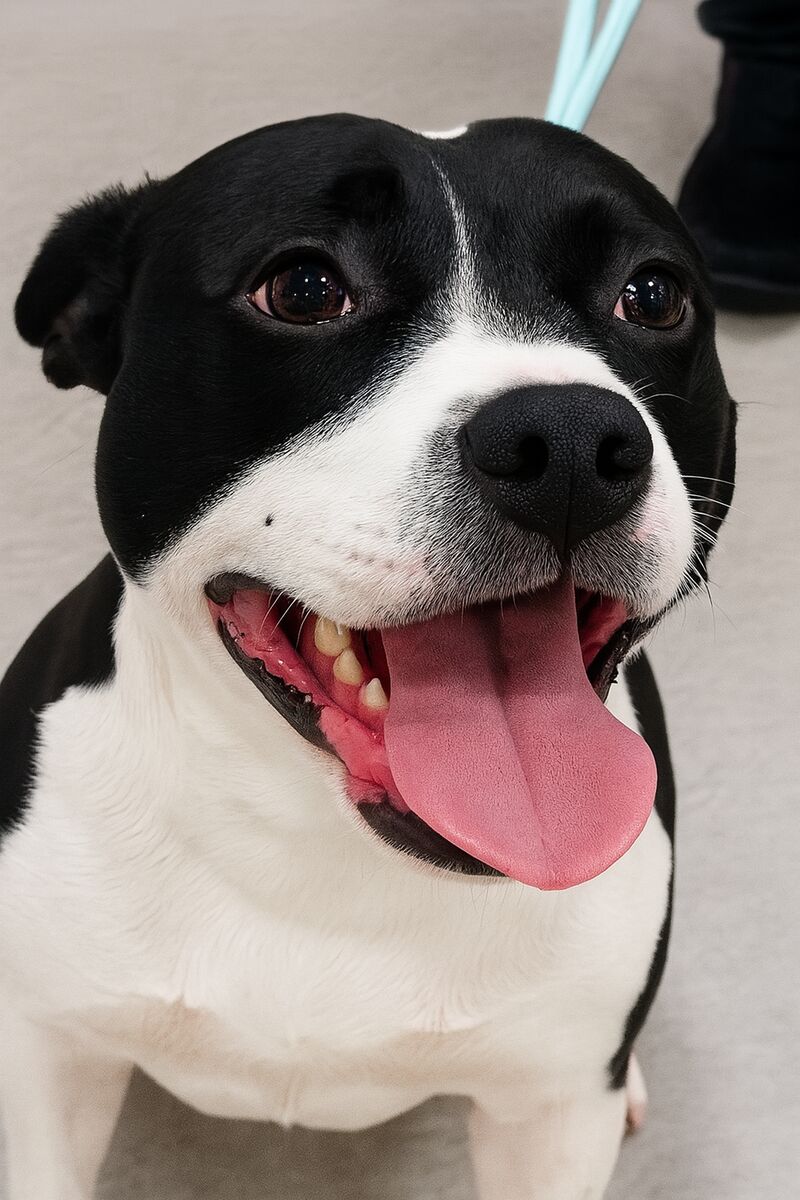 Another Happy Dog Picture!