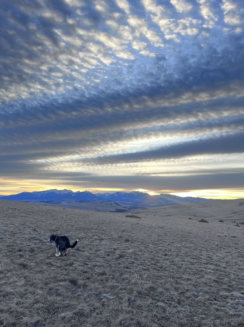 Let's share pictures of our dogs pooing in beautiful places.