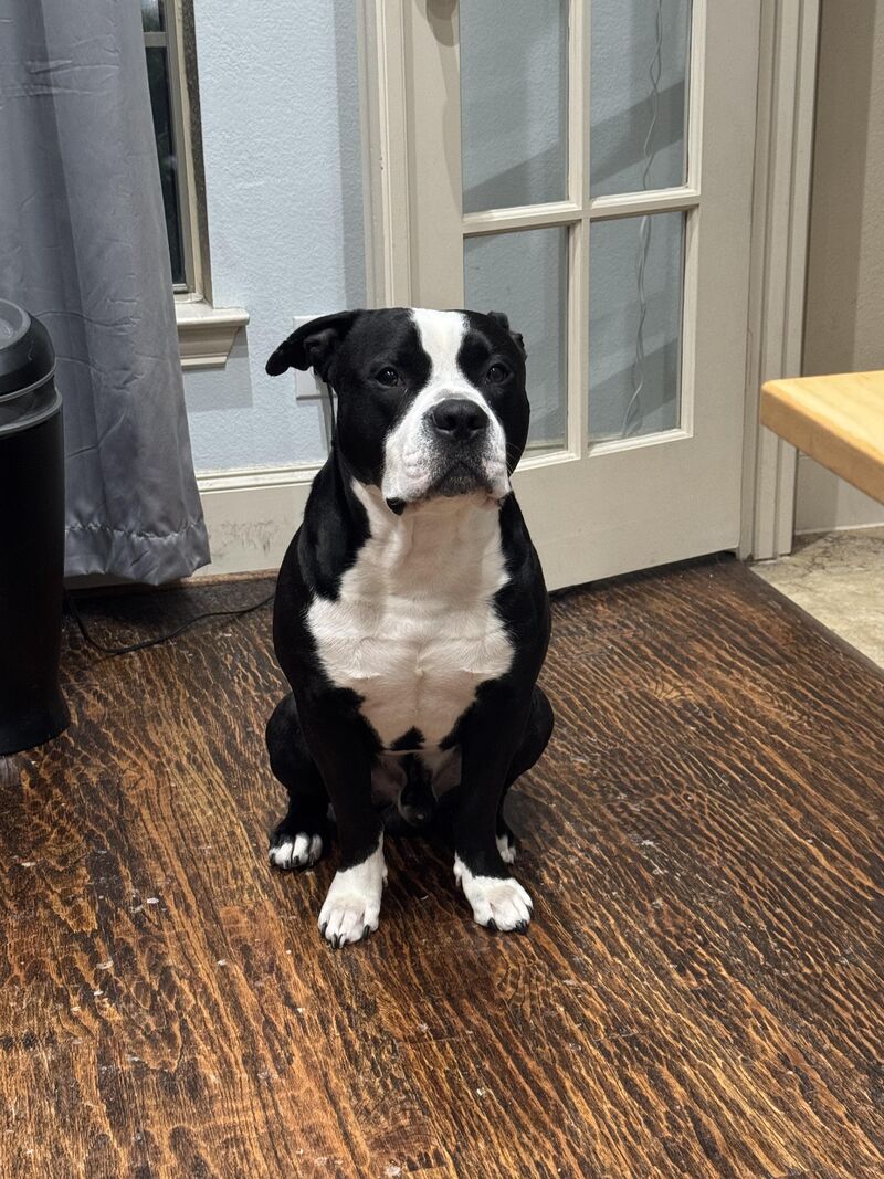 Ozzie. Untrainable and Flaunts It