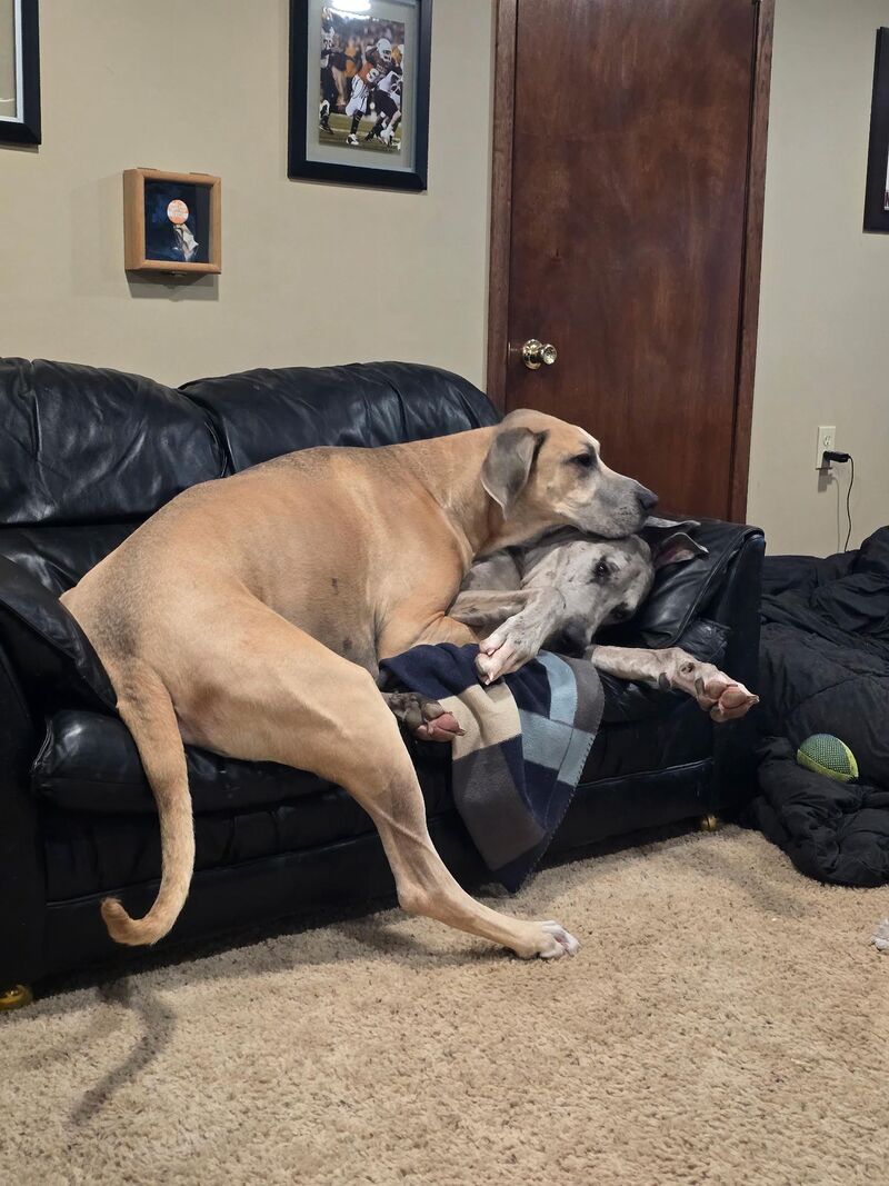 Just a couple of derps