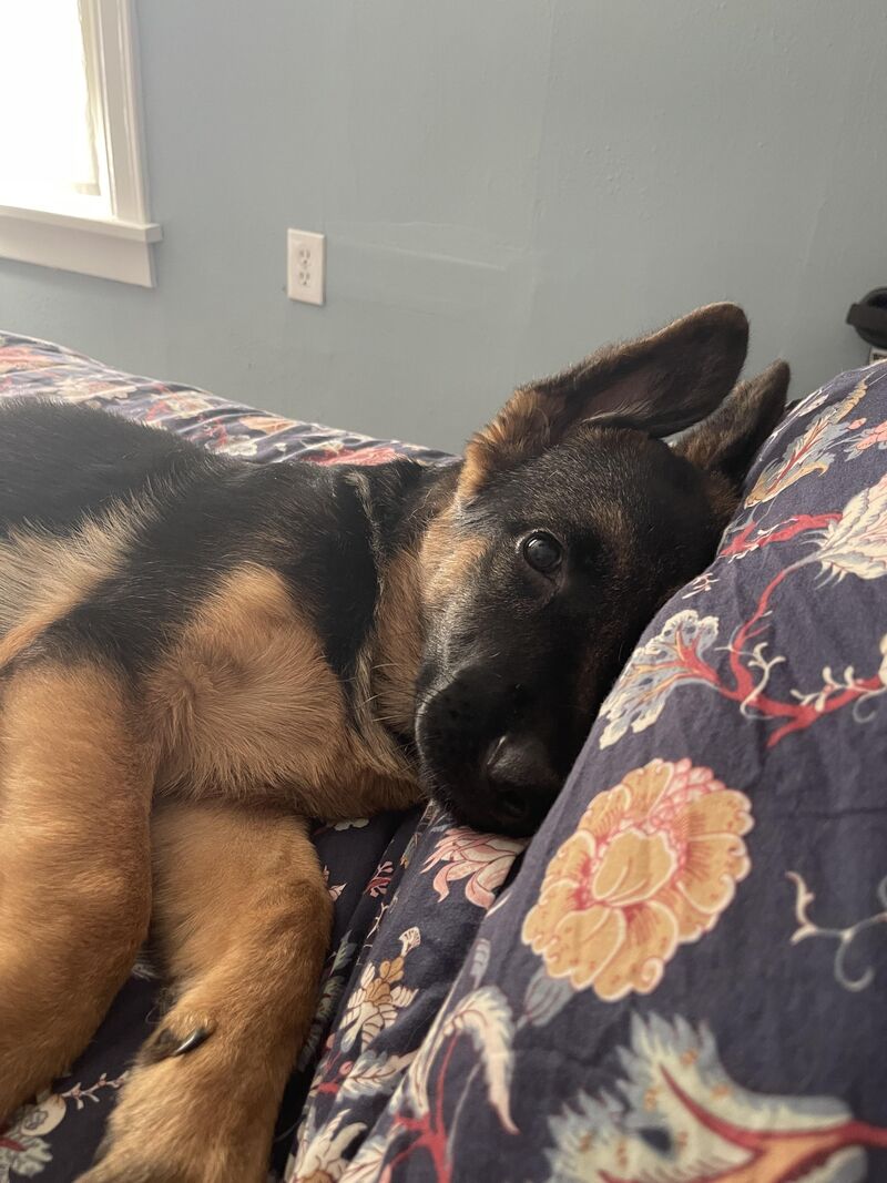 Anxiety in 4 month old