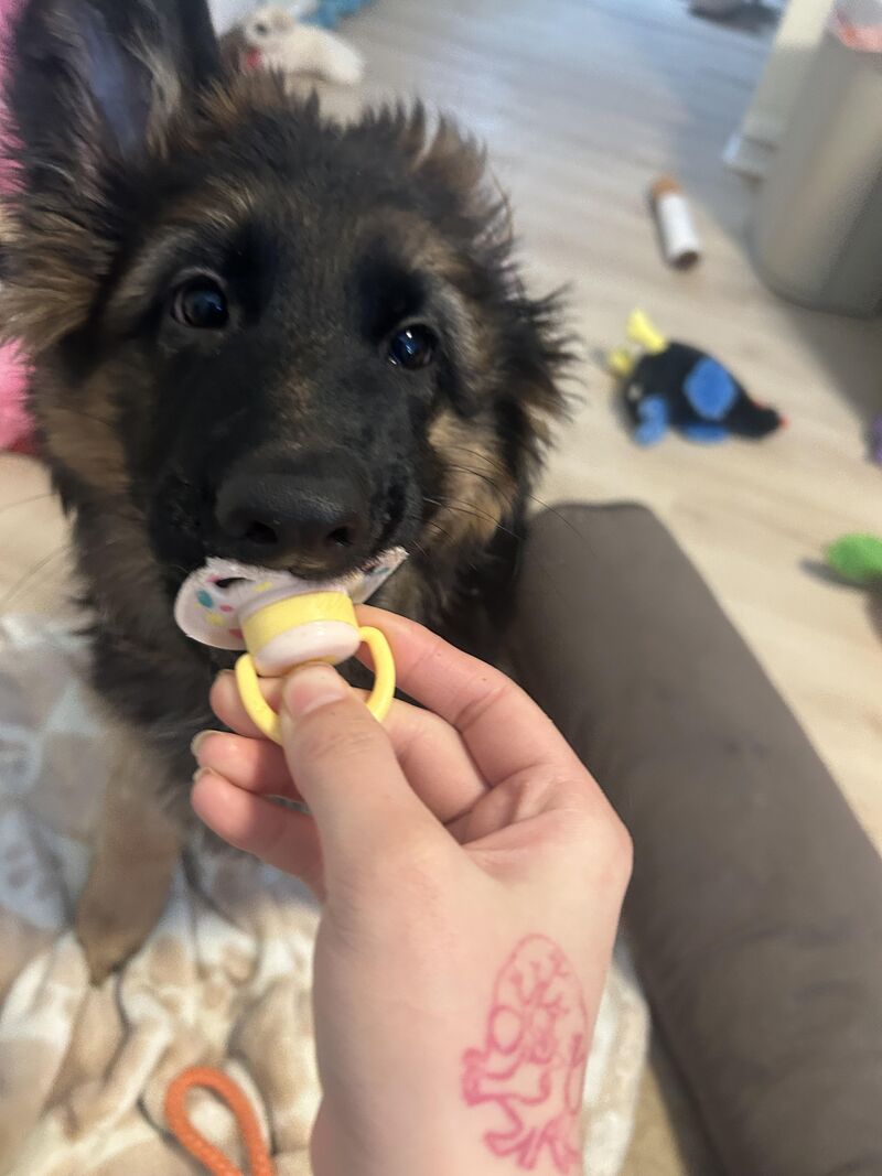 How long does it take for you gsd to learn a command?