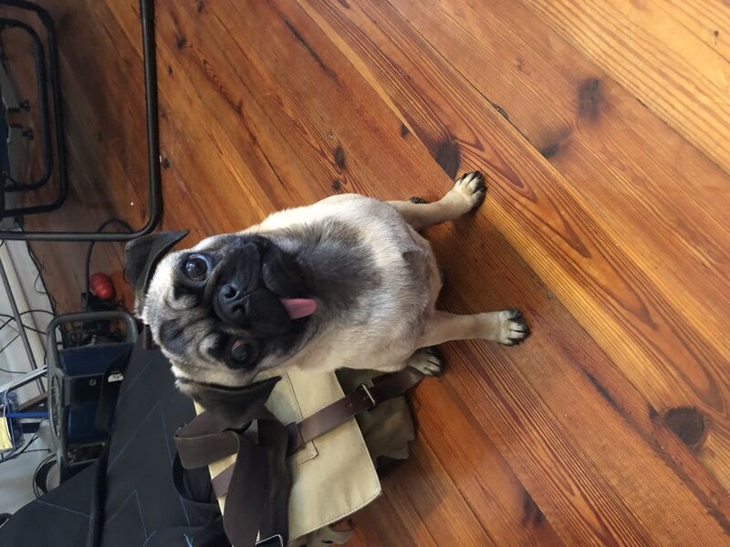Pug