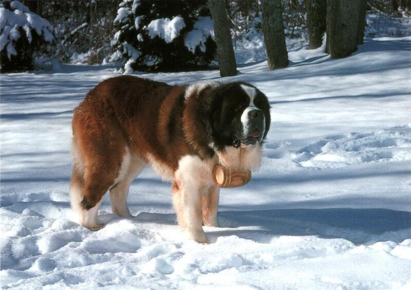 Stbernard