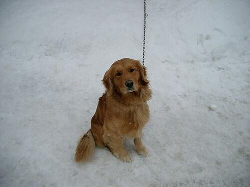 Retriever Golden